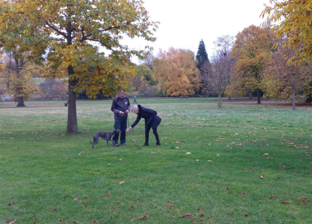 Dog Training Cambridge