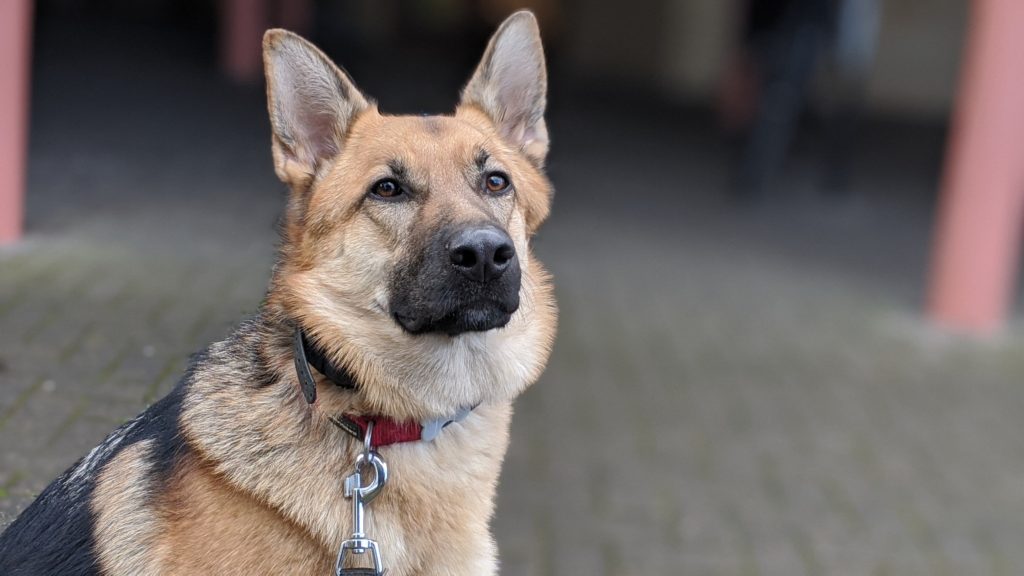 GSD Residential Dog Training
