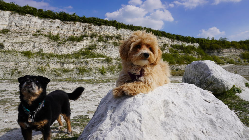Cockapoo Residential Dog Training
