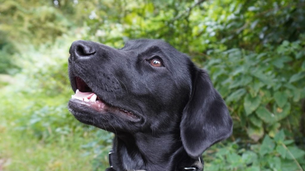 LAB Residential Dog Training