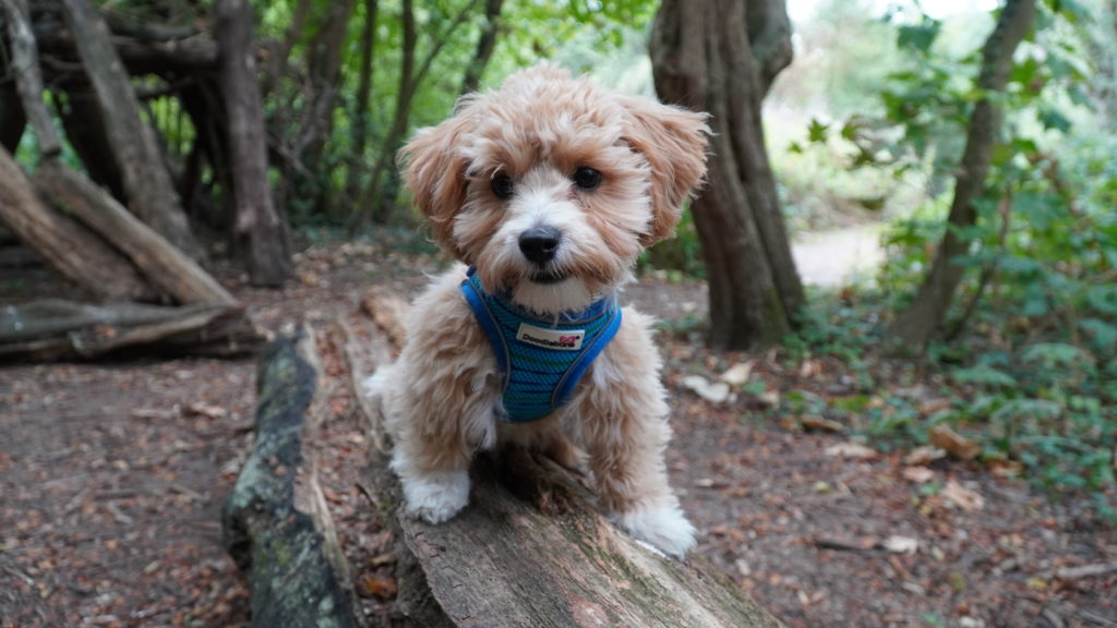 residential dog training puppy