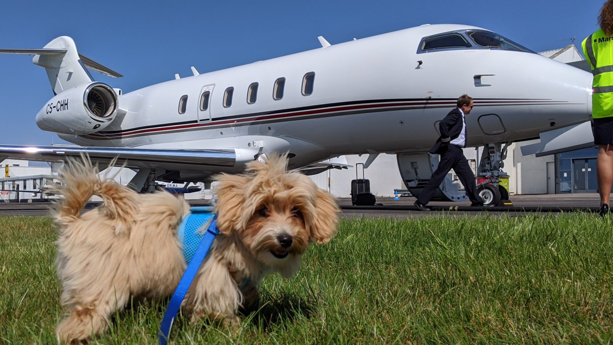 Lily dog training