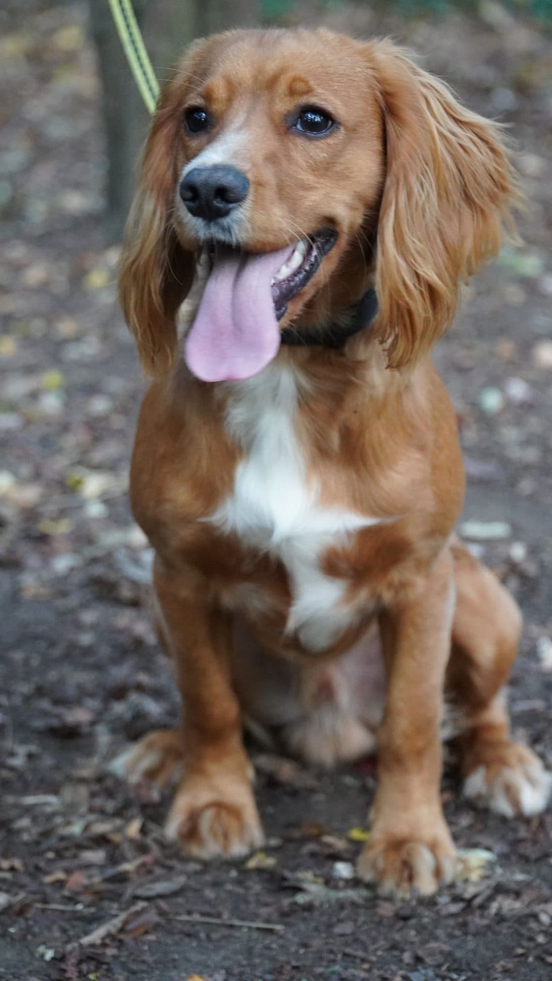 cambridge dog training puppy