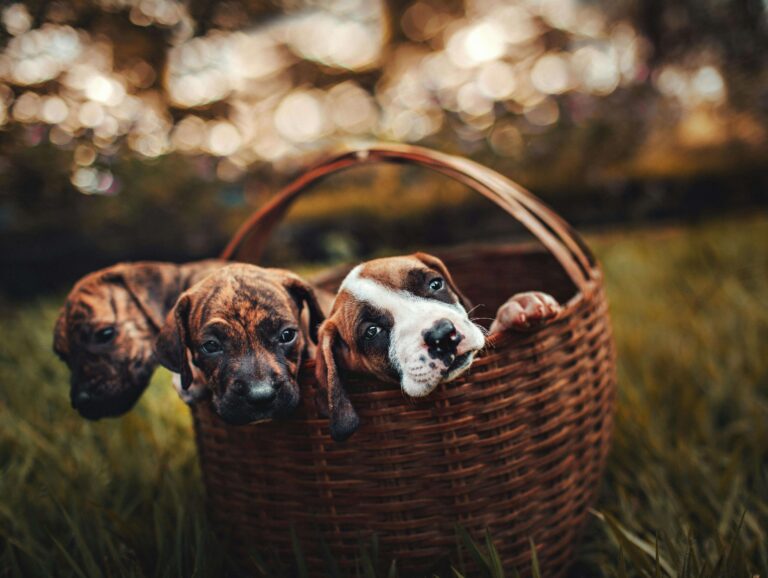 Essex Dog Trainer